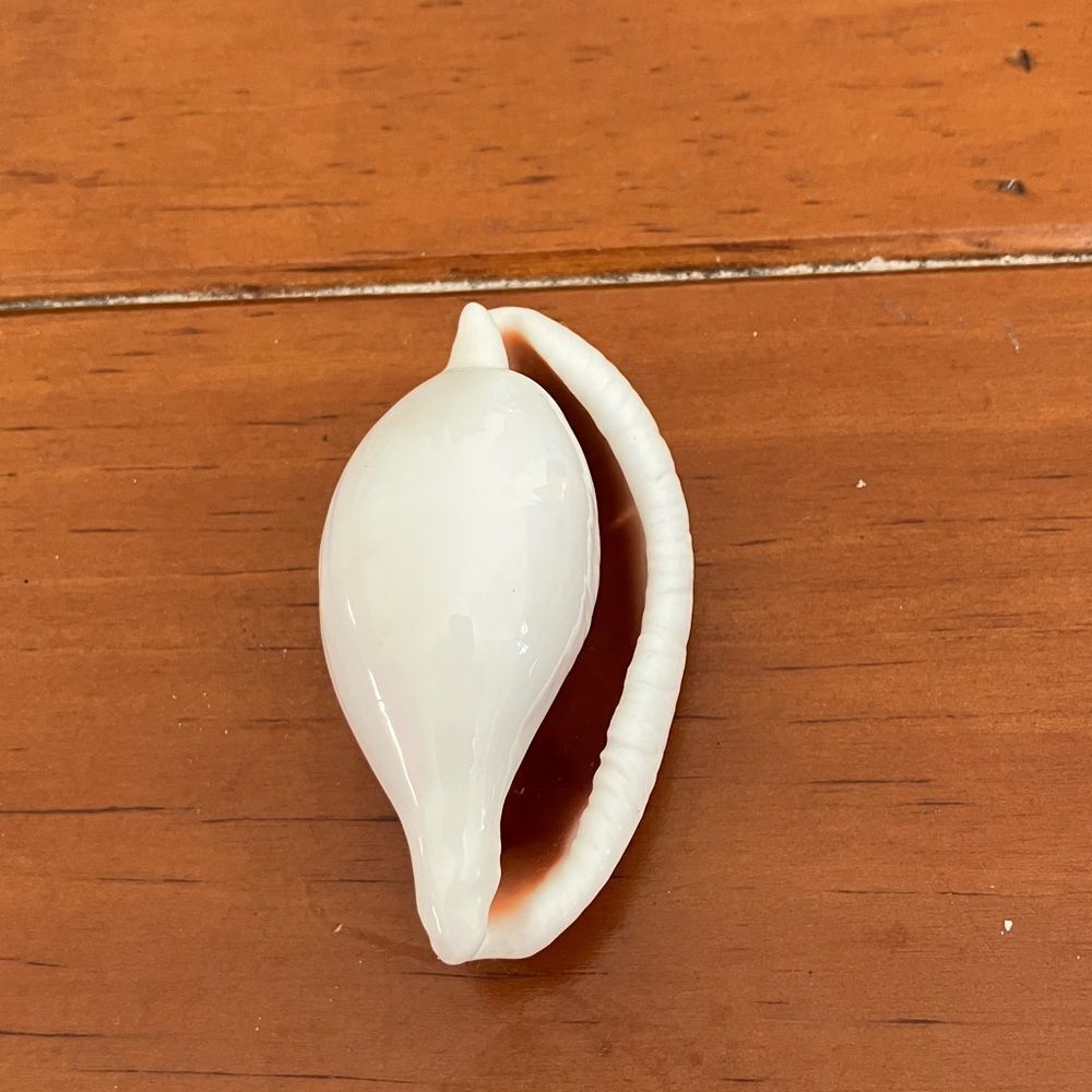 Shell - Picture 2 of 3